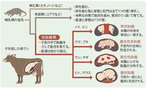 動物胎盤